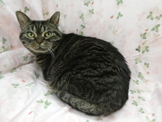 譲渡猫情報第C24093号(1)