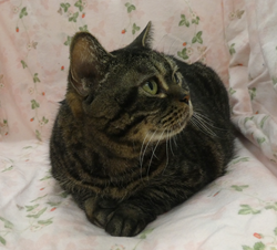 譲渡猫情報第C24093号(2)