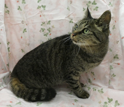譲渡猫情報第C24094号(2)