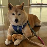 譲渡犬情報第D24018号(3)