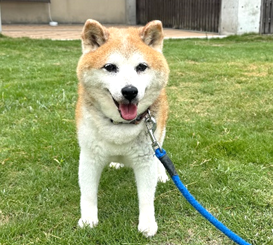 譲渡犬情報第D25015号(2)