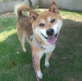 譲渡犬情報第D25016号(1)