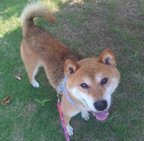 譲渡犬情報第D25016号(2)