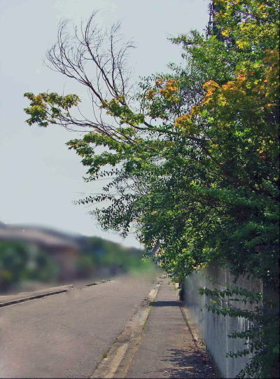 道路側への枝葉張出し状況の写真