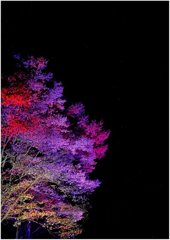 特別賞（ジュニア部門賞）　「一味違う七北田公園」