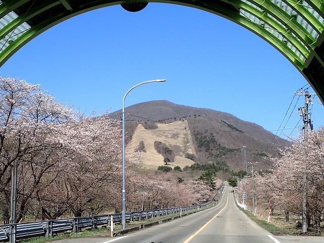 泉ケ岳桜の様子
