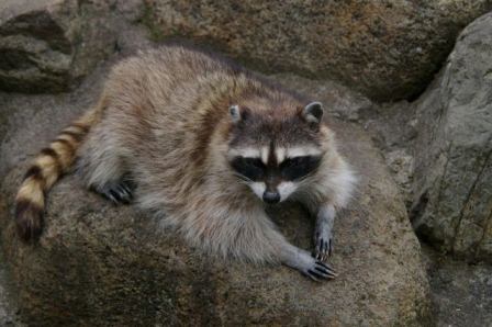 特定外来生物アライグマの写真