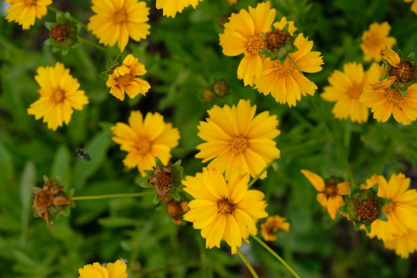 オオキンケイギクの花たくさん