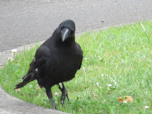 ハシブトガラスの写真