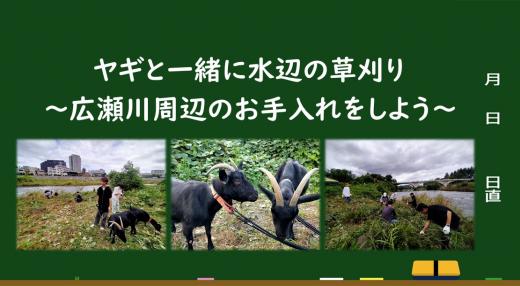 goatgrass1004