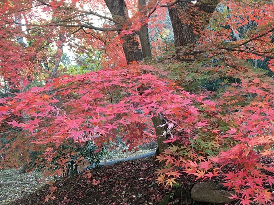 酒造屋敷跡付近の紅葉2