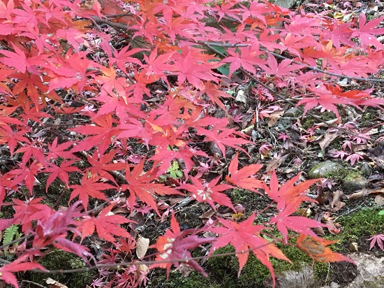 酒造屋敷跡付近の紅葉3