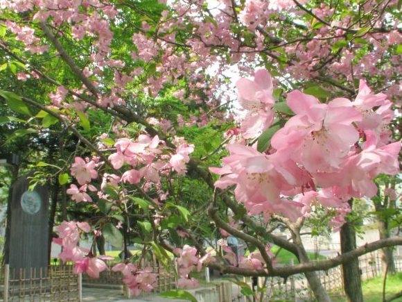 新緑と、花海棠と魯迅の碑