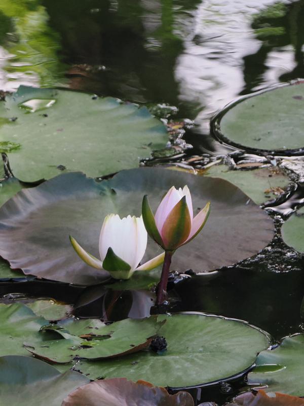 睡蓮の花3