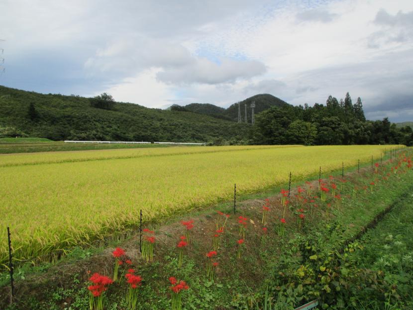 平成28年9月野口集落の様子