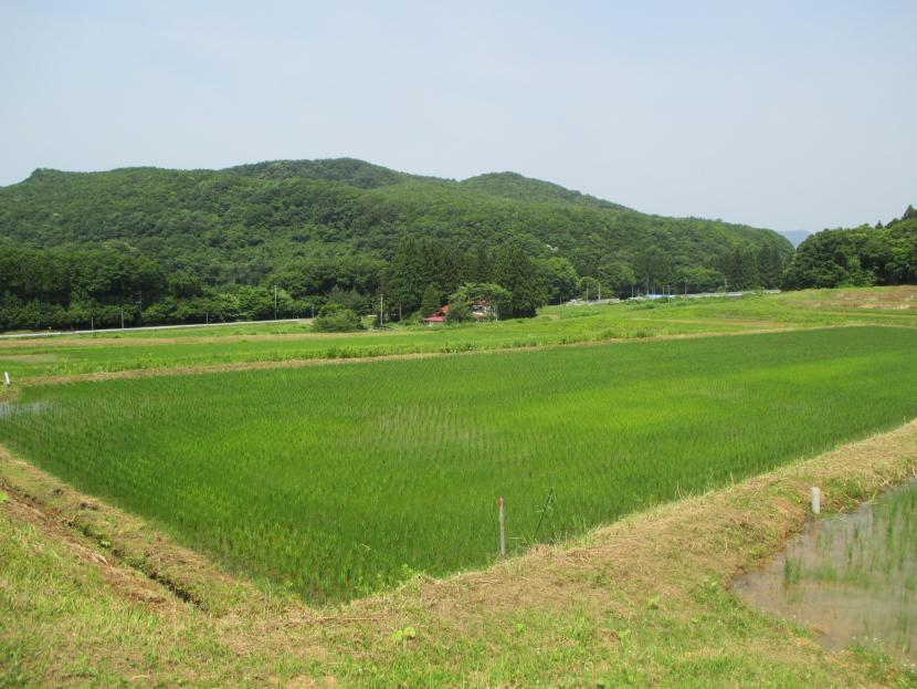 中山間地域等直接支払交付金事業によって管理されている農地（大倉字矢籠地区）