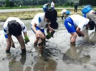 小学生との交流の写真（森安集落で実施した田植え体験）