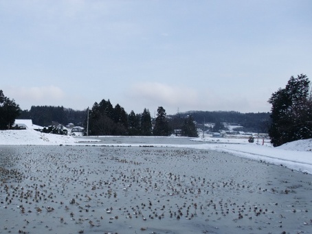 本沢上地区における冬季の湛水化の写真