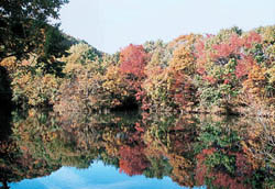 紅葉が映り水鏡となる