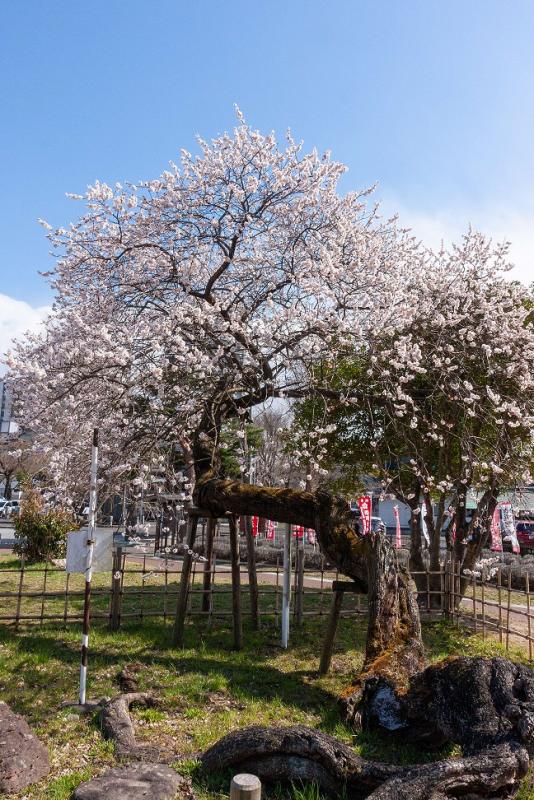 西公園の臥龍梅