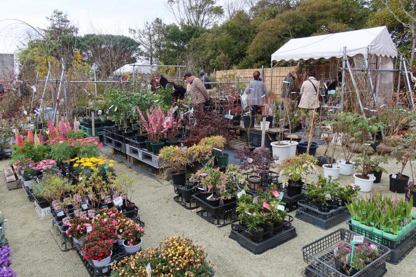 前回（令和6年）の植木市の様子
