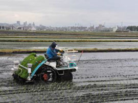 除塩した田んぼでの田植え1