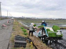 除塩した田んぼでの田植え2