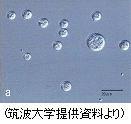 筑波大学提供資料のオーランチオキトリウム