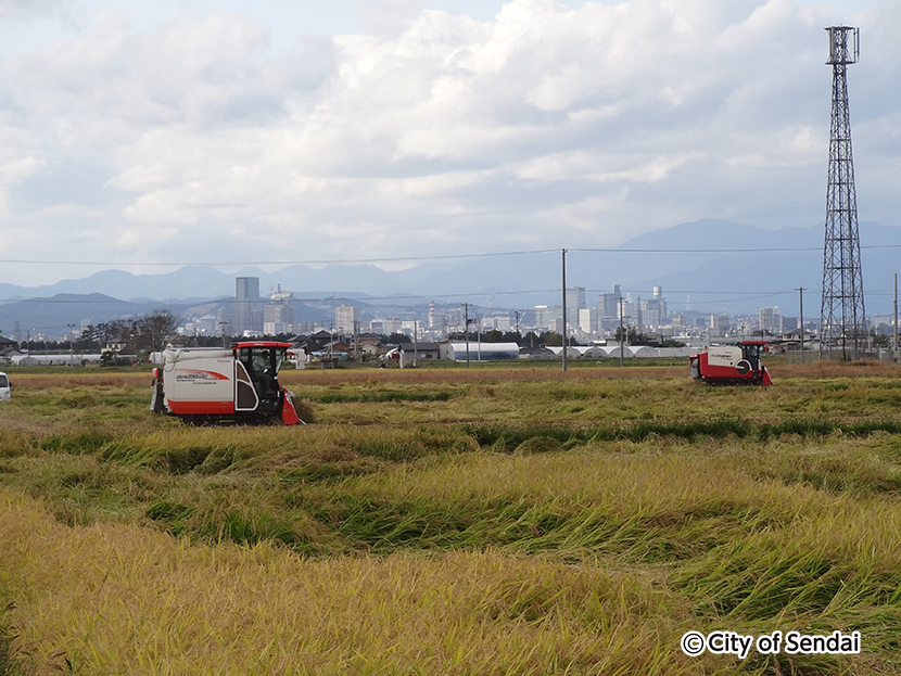 写真：農地復旧による初めての稲刈り