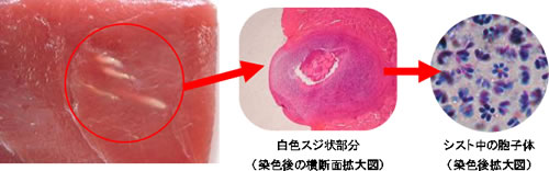 本マグロ筋肉から摘出したシスト中の胞子体の写真