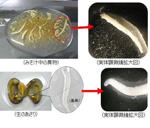 異物とアサリの晶体との比較写真