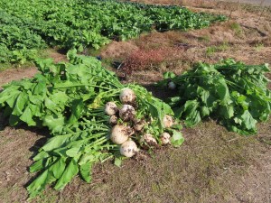 野菜2-2