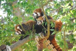 セルコホームズーパラダイス八木山（八木山動物公園）