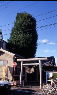 信夫神社の概観写真