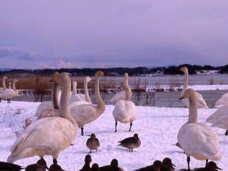 大沼に飛来した白鳥の写真