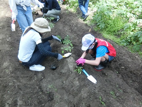 親子で植え付けの様子