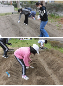 仙白園種まきの様子