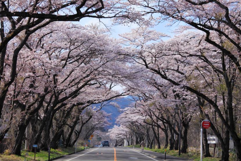 作並街道・桜のトンネル写真