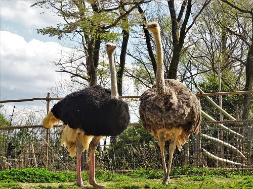 動物紹介　ダチョウb