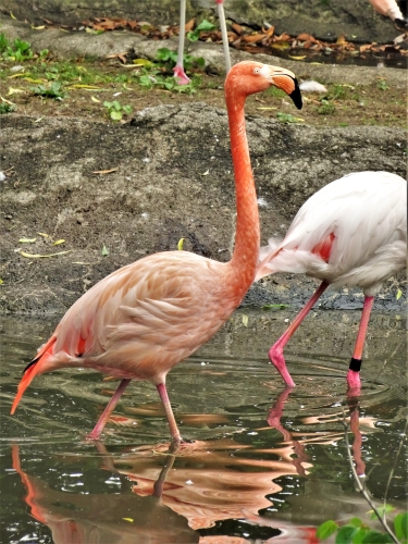 動物紹介　ベニイロフラミンゴ