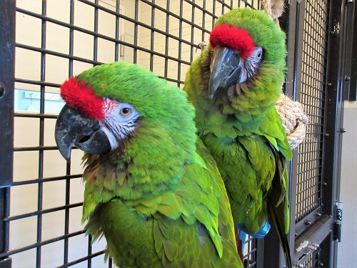 動物紹介　ミドリコンゴウインコ1