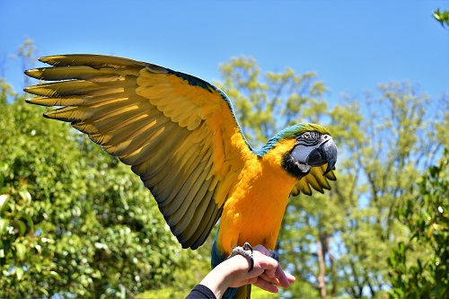 動物紹介　ルリコンゴウインコ1