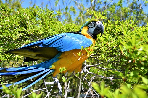 動物紹介　ルリコンゴウインコ2