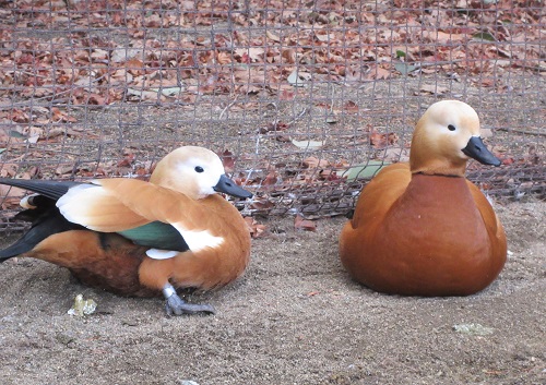 動物紹介　アカツクシガモ