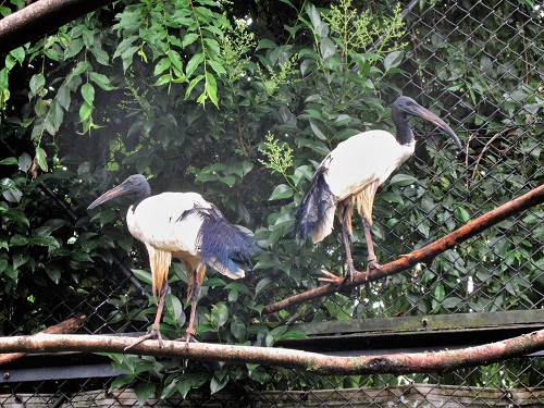 動物紹介　アフリカクロトキ