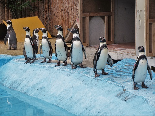 動物紹介　フンボルトペンギン