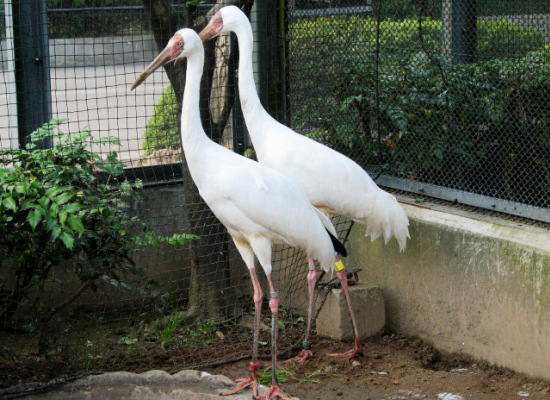 写真：ソデグロヅル