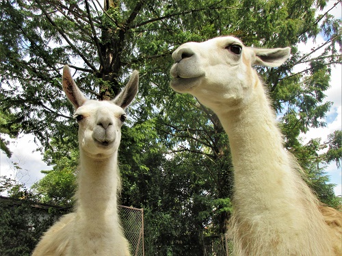 動物紹介　ラマ