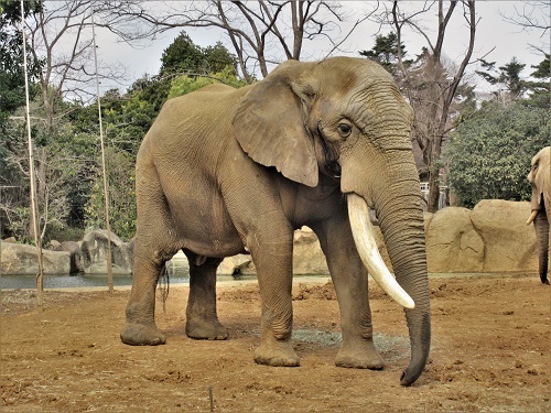 動物紹介　アフリカゾウ