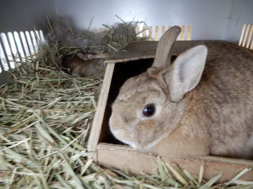 いきもの教室